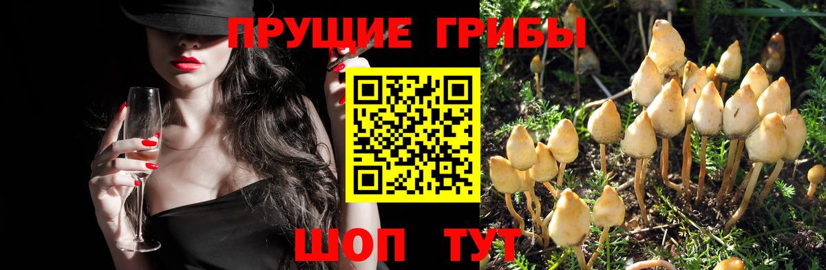 Галлюциногенные грибы GOLDEN TEACHER  Псилоцибиновые грибы Magic Shrooms  купить  сайты  Вход с VPN  Лосино-Петровский 